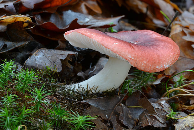 plávka Russula sp.