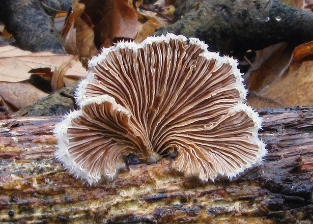 klanolupeňovka obyčajná Schizophyllum commune Fr.