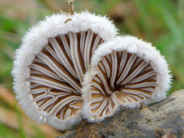 klanolupeňovka obyčajná Schizophyllum commune Fr.