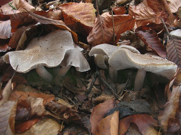 čírovka sivá Tricholoma portentosum (Fr.) Quél.