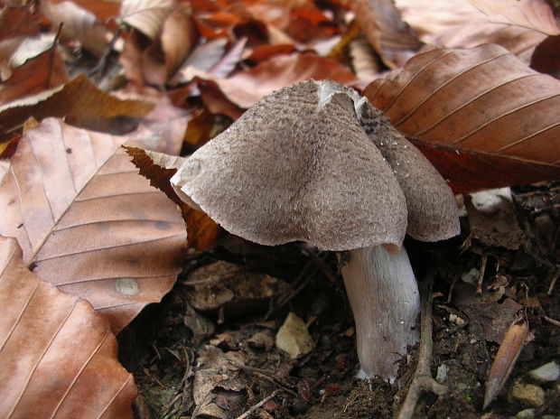 čírovka sivá Tricholoma portentosum (Fr.) Quél.