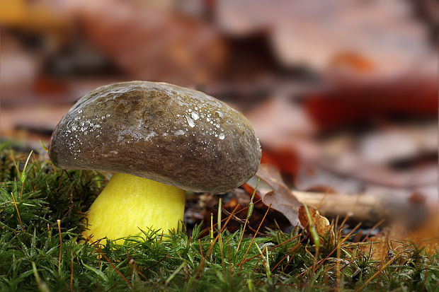 suchohríbnik zamatový Xerocomellus pruinatus (Fr. & Hök) Šutara