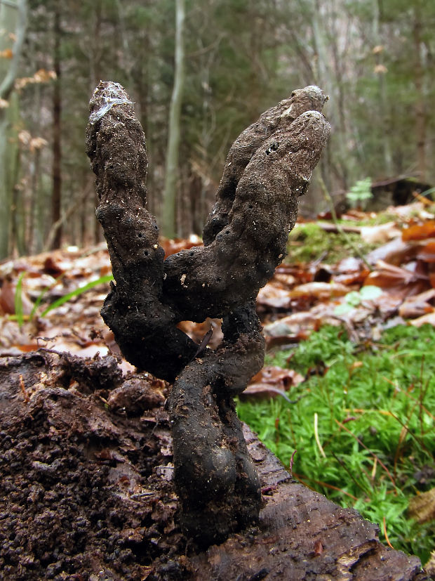 drevnatec kyjakovitý Xylaria polymorpha (Pers.) Grev.