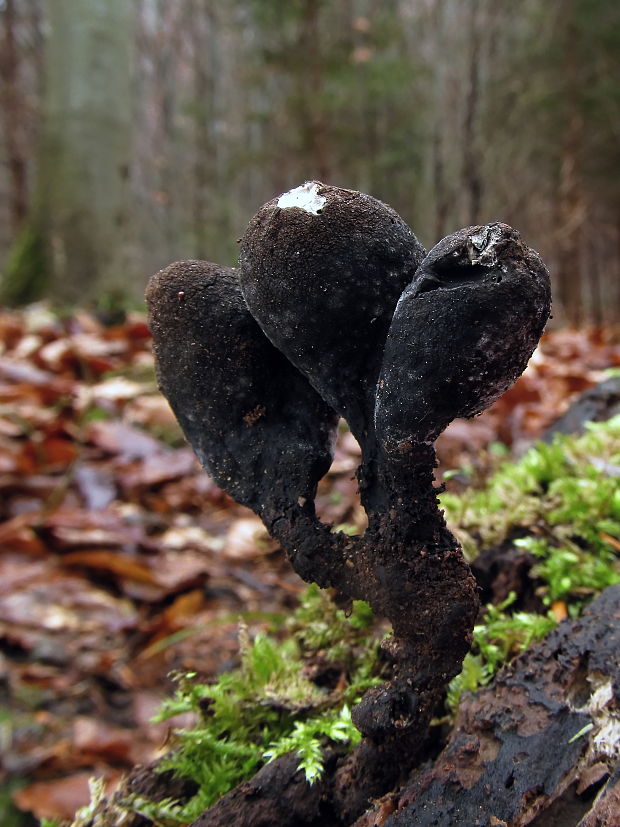 drevnatec kyjakovitý Xylaria polymorpha (Pers.) Grev.