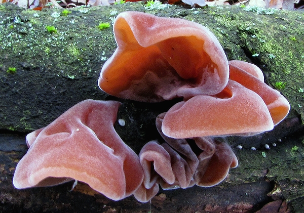 uchovec bazový Auricularia auricula-judae (Bull.) Quél.