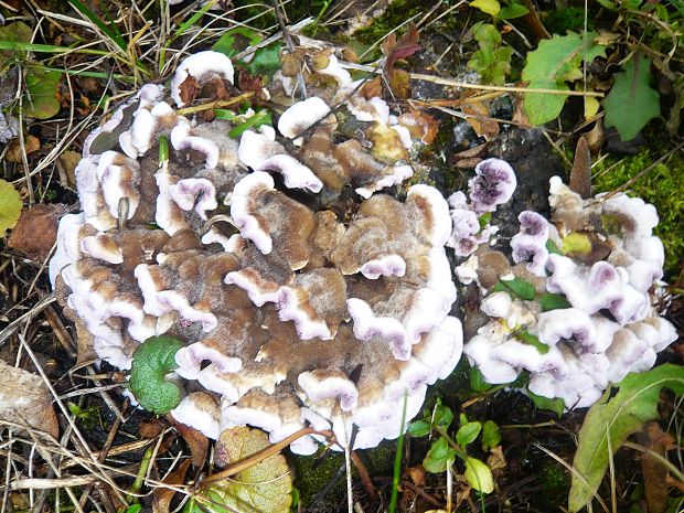 pevníkovec purpurový Chondrostereum purpureum (Pers.) Pouzar