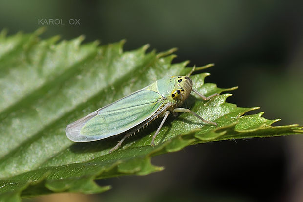 cikádka Cicadella viridis