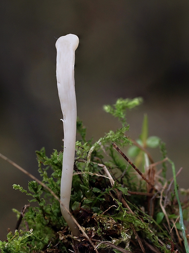 kyjačik Clavaria tenuipes Berk. & Broome