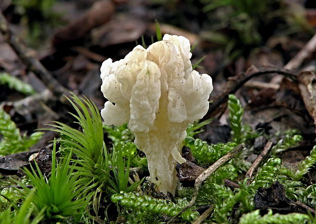 konárovka vráskavá Clavulina rugosa (Bull.) J. Schröt.