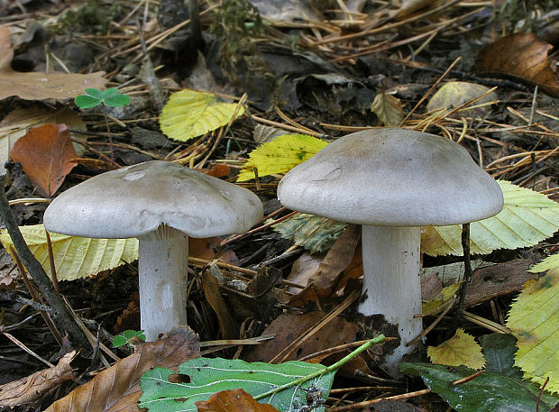 strmuľka inovaťová Clitocybe nebularis (Batsch) P. Kumm.