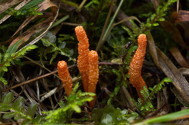 žezlovka hmyzová Cordyceps militaris (Fr.) Link