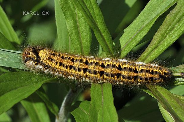 priadkovec trávový Euthrix potatoria