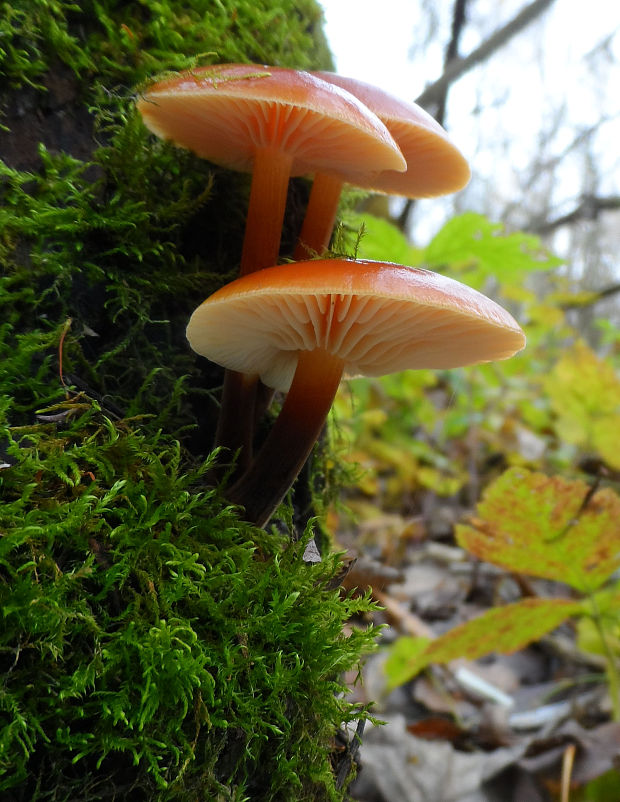 plamienka Flammulina sp.