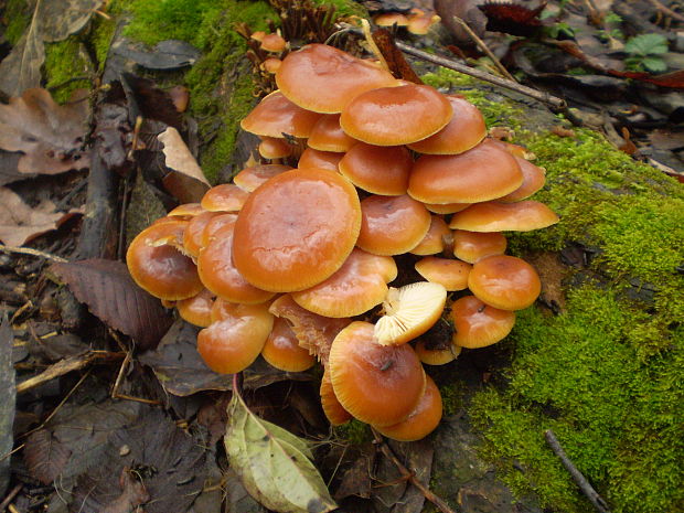 plamienka zimná Flammulina velutipes (Curtis) Singer