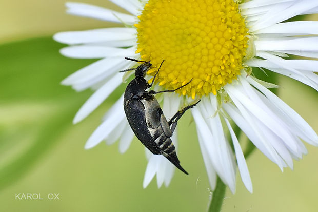 hrotár Mordella leucaspis (cf.)