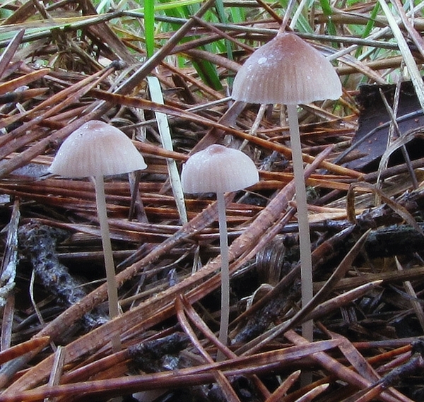 prilbička Mycena sp.