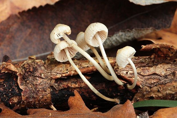 prilbička Mycena sp.