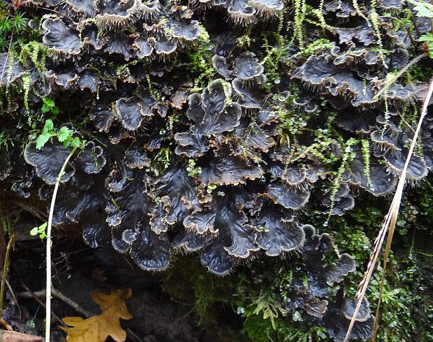 štítnatec Peltigera sp.