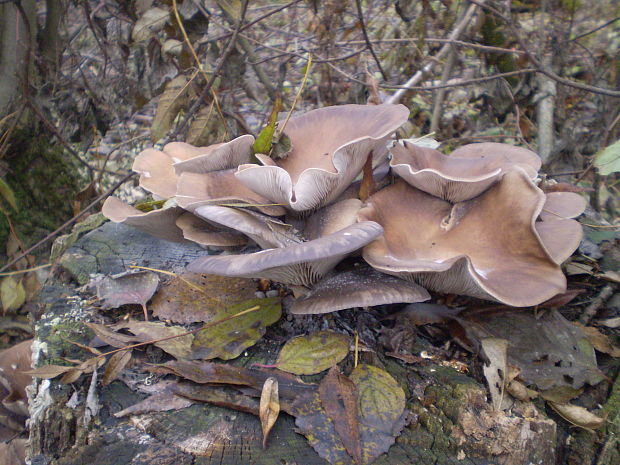 hliva ustricovitá Pleurotus ostreatus (Jacq.) P. Kumm.