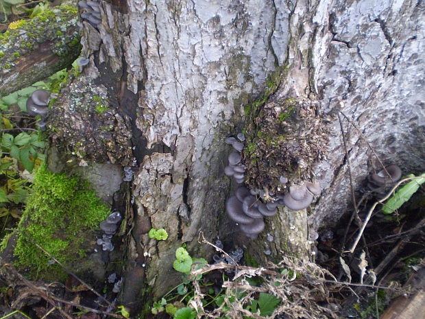 hliva ustricovitá Pleurotus ostreatus (Jacq.) P. Kumm.