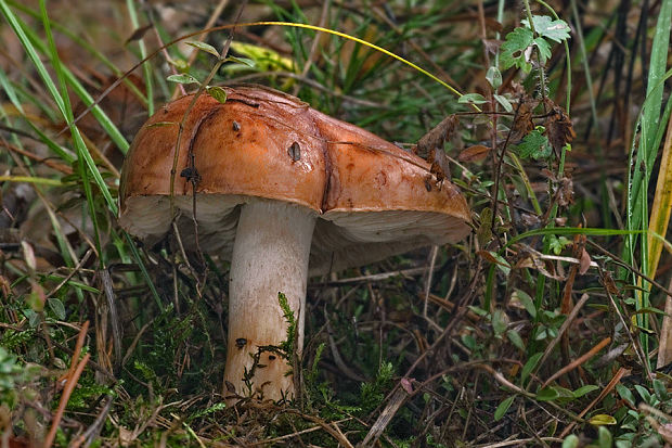 čírovka sosnová Tricholoma stans (Fr.) Sacc.