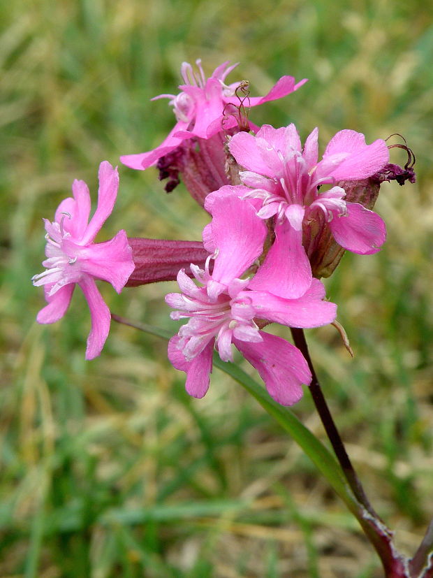 smolnička obyčajná Viscaria vulgaris