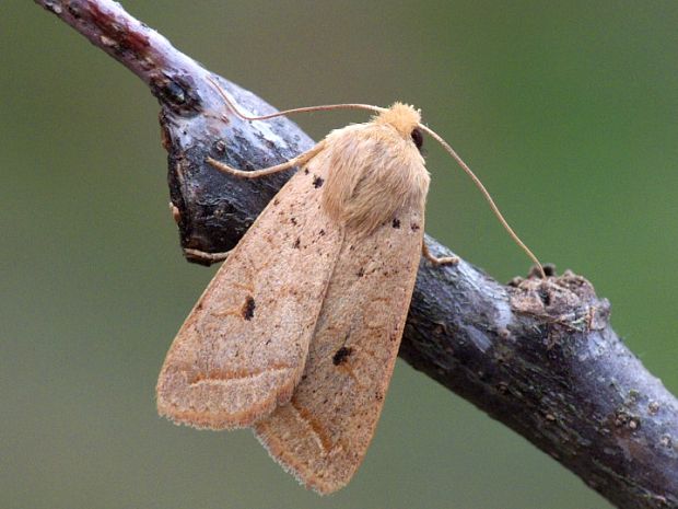 mora buková Agrochola macilenta