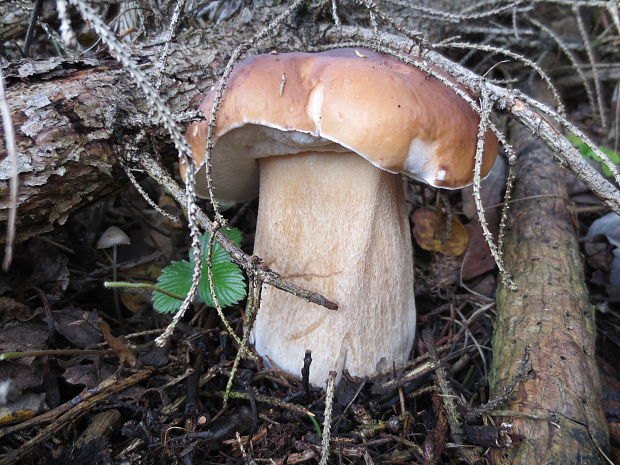 hríb smrekový Boletus edulis Bull.