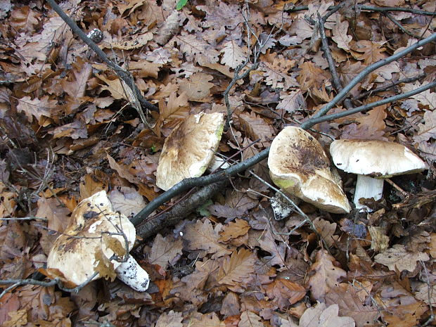 hríb smrekový Boletus edulis Bull.