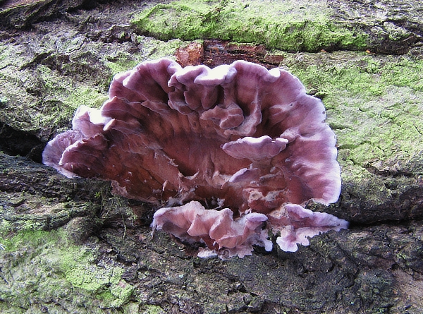 pevníkovec purpurový Chondrostereum purpureum (Pers.) Pouzar