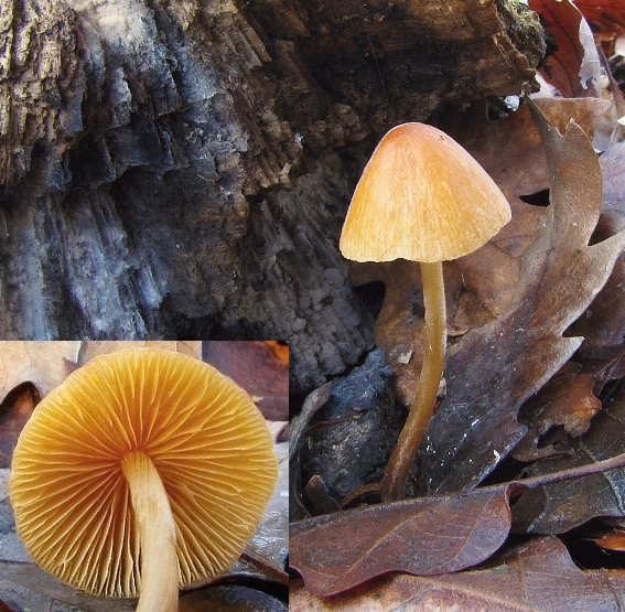 kapucňovec  Conocybe sp.