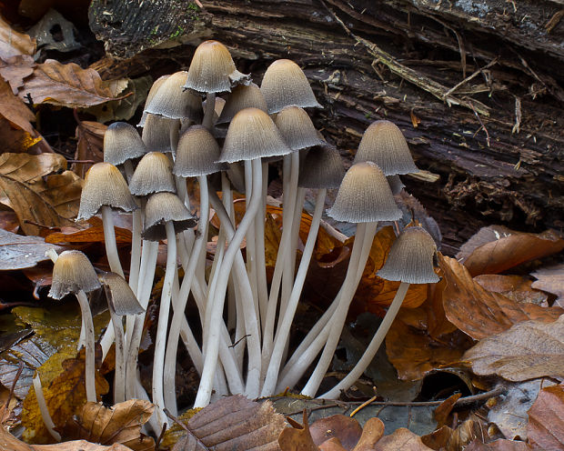 hnojník ligotavý Coprinellus micaceus (Bull.) Vilgalys, Hopple & Jacq. Johnson