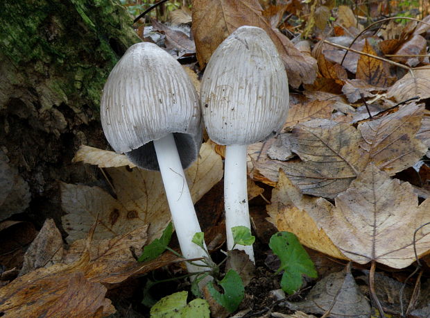 hnojník atramentový Coprinopsis atramentaria (Bull.) Redhead, Vilgalys & Moncalvo