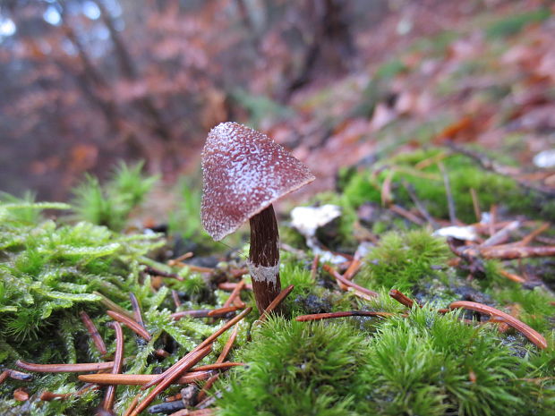 pavučinovec vrchoviskový Cortinarius paleaceus (Weinm.) Fr.