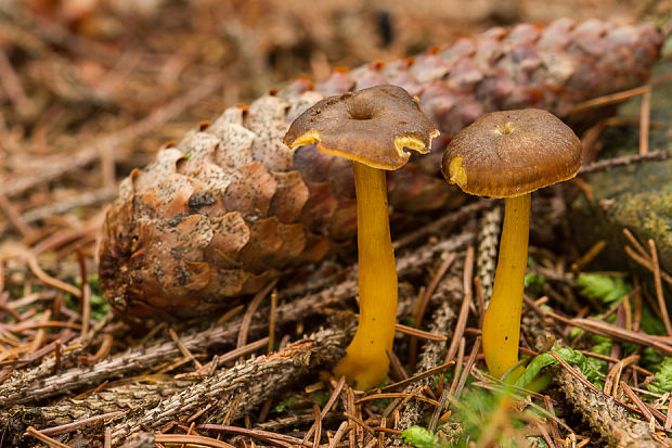 kuriatko lievikovité Craterellus tubaeformis (Fr.) Quél.