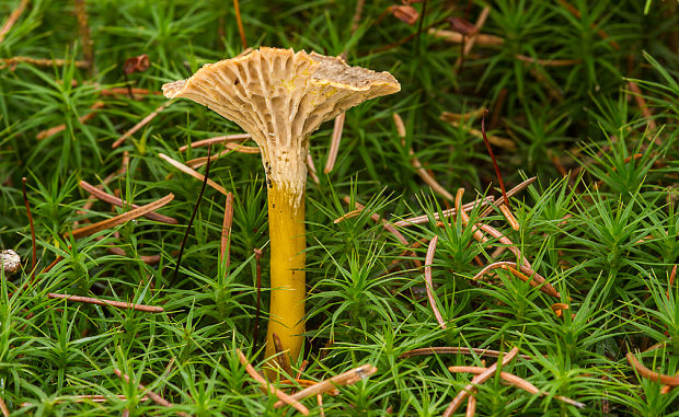 kuriatko lievikovité Craterellus tubaeformis (Fr.) Quél.