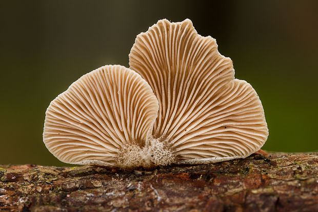 pahliva Crepidotus sp.