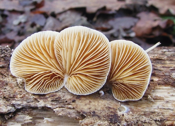 pahliva Crepidotus sp.