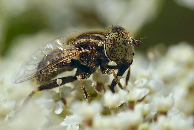 pestrica Eristalinus cf.aeneus