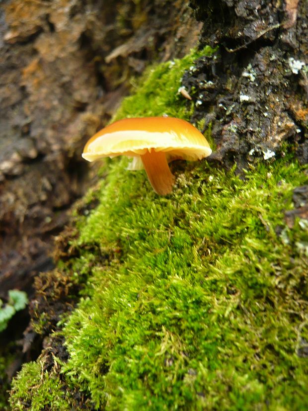 plamienka Flammulina sp.