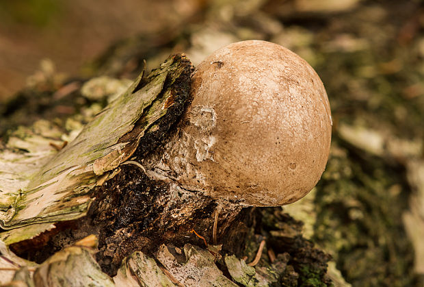 brezovník obyčajný Fomitopsis betulina (Bull.) B.K. Cui, M.L. Han & Y.C. Dai