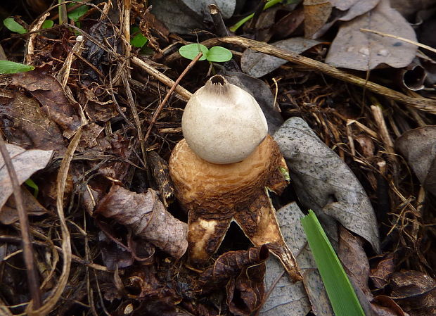 hviezdovka fľaškovitá Geastrum lageniforme Vittad.