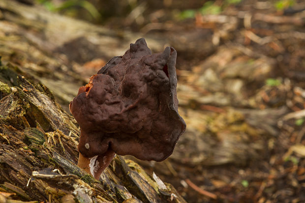 ušiak mitrovitý Gyromitra infula (Schaeff.) Quél.