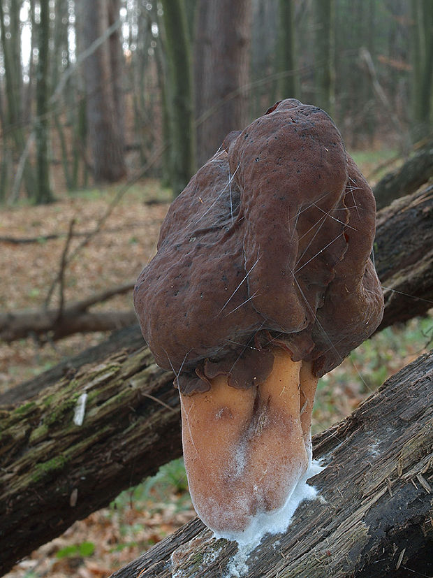 ušiak mitrovitý Gyromitra infula (Schaeff.) Quél.