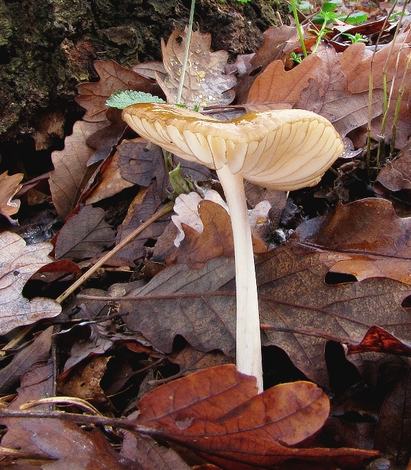 sliznačka koreňujúca Hymenopellis radicata (Relhan) R.H. Petersen