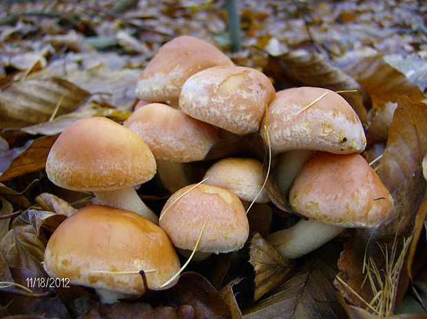 strapcovka Hypholoma sp.