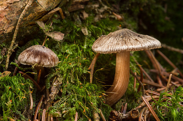 vláknica ? Inocybe sp.