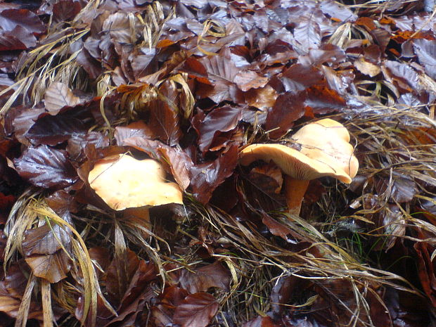 rýdzik vrchovský Lactarius salicis-reticulatae Kühner