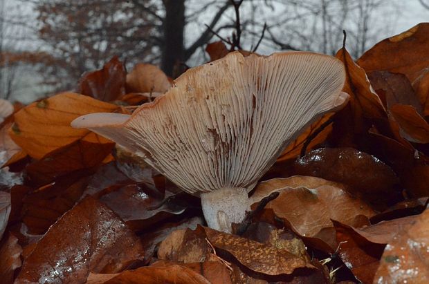 pôvabnica fialová Lepista nuda (Bull.) Cooke