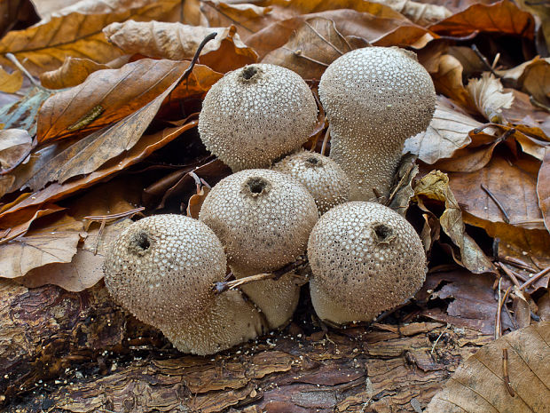 prášnica Lycoperdon sp.